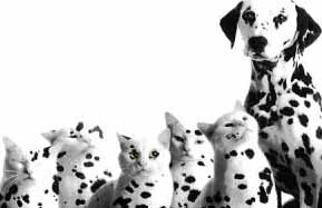 dalmation cats and dogs