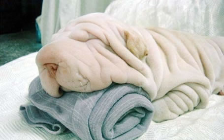 funny shar pei cute dog picture on towel