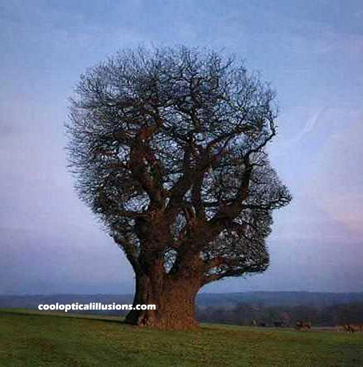blue tree head face illusion