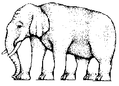 elephant optical illusion joke