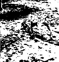 Dalmatian Dots