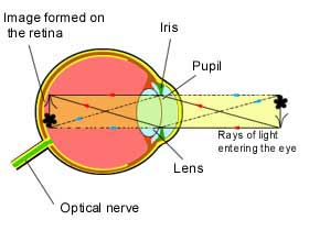 How the eye works