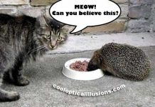 Kitty Cat Gets Food Stolen