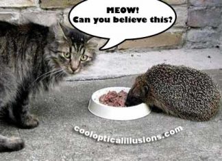 Kitty Cat Gets Food Stolen