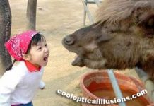 Funny Kid Yelling at a Horse