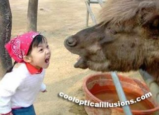 Funny Kid Yelling at a Horse