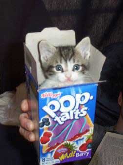 Funny Cat Pictures
