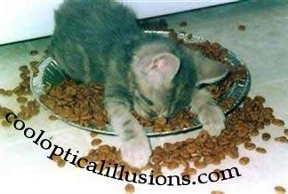 Cat is passed out in his own cat food!