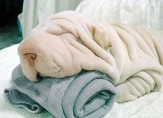 Cute Dog or Towel?